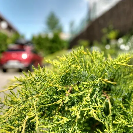 Karpinskich Homestay szállás *